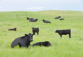 K-State Beef Cattle Experts Offer Tips for Raising Stocker Cattle