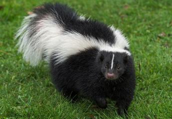 Skunks and other wildlife, such as bats and foxes, are the most common reservoirs of rabies.