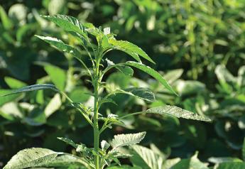 Waterhemp Claims Another Herbicide Group