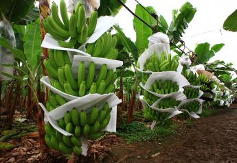 Logistics, politics challenge banana suppliers