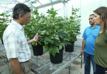 Cotton "Kryptonite" for Weed Resistance