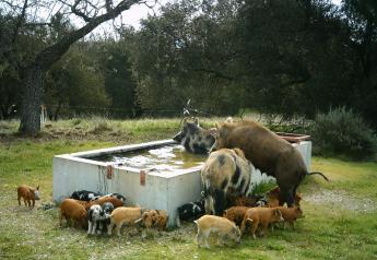 Feral Swine in the U.S.: An Update on Disease Surveillance