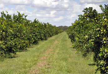 Florida citrus growers optimistic about quality, demand