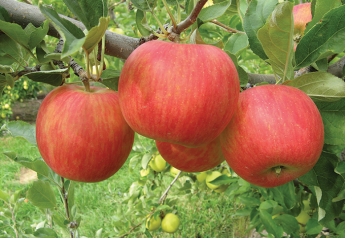 Washington’s apple export season could be rough, marketers say