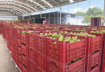 Mango importers hustle to meet Cinco de Mayo demand
