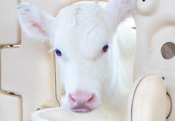 Calf Survival and Future Milk Production Tied to Colostrum-Feeding