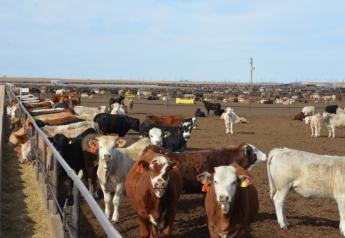 R-CALF seeks solutions to improve cattle markets.