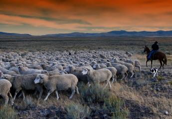 Idaho sheep grazing