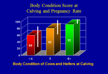Body Condition at Calving is Still a Key to Reproductive Success!