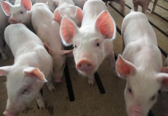 Pork producers will have a new retail resource available this fall in Michigan.