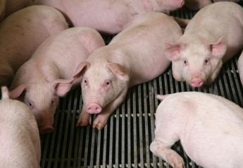 USDA Takes New Action to Prevent African Swine Fever