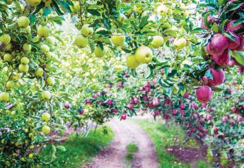 Washington growers anticipate big apple harvest this season