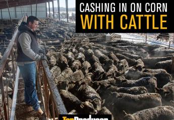Young Farmer Cashes In On Corn With Cattle