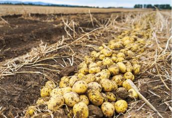 Idaho potato sales find markets in spite of COVID-19 pandemic