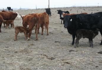 Third Stage of Calving: Shedding of Fetal Membranes
