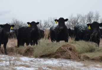 After challenging winter weather conditions, cattle producers could be facing a difficult spring in Kansas. 