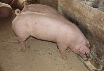 Cash Feeder Pigs Average $58.72, Down $6.98 Last Week