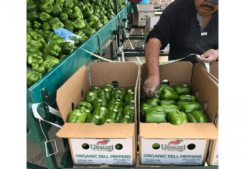Growers increase organic bell pepper production