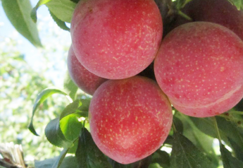 Flavor Tree expects huge growth for Verry Cherry plums