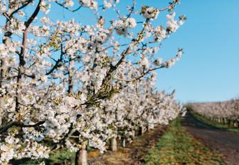Northwest cherry grower-shippers anticipate ample volumes