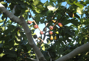 Fig supply to expand in late July