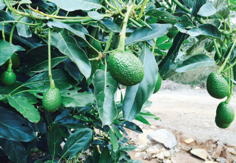 Good fall avocado crop anticipated from Mexico 
