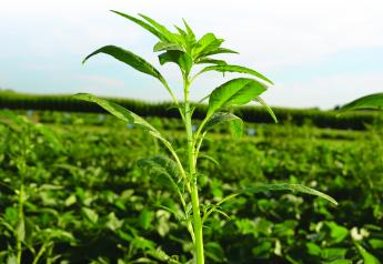 New Test for Pigweed Seed in Crop Mixes