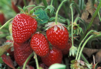 Strawberry crop volume picks up