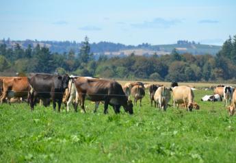 DT_Grazing_Dairy_Cows