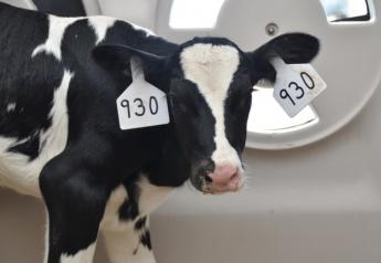 DT_Holstein_Dairy_Calf