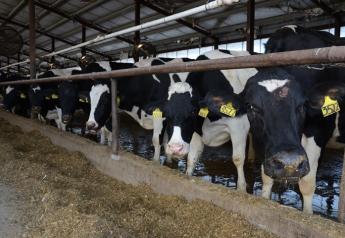 DT_Nebraska_Dairy_Cows