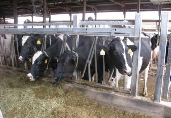 Never sacrifice cow comfort when deciding whether to retrofit a robotic milker into an existing barn or building new. 