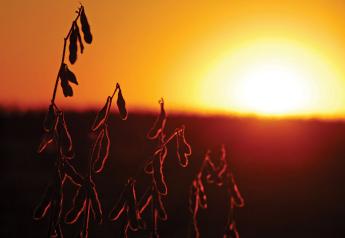 Soybeans in sunset