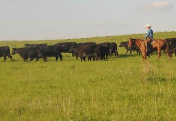 Beef cows grazing