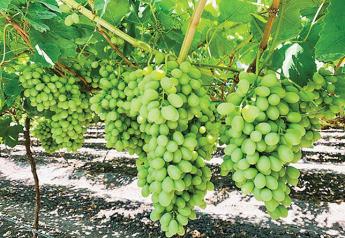 Jalisco deal offers early grapes