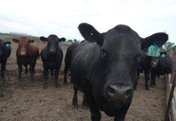 Court documents allege a South Dakota man involved in a multi-million dollar foreclosure case, sold the same cattle to as many as four different parties.
