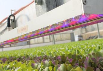 New Zealand based BioLumic uses proprietary UV treatment systems to increase the performance of seedlings and seeds. 