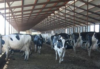 The ideal stocking rate would minimize fixed costs per head without negatively affecting milk production, reproduction and overall cow welfare.