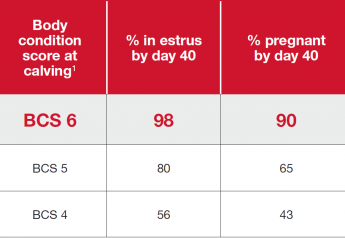 Cows at a body condition score of 6 at calving have shown to rebreed with conception rates of 90 percent or greater 40 days after calving.