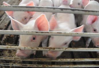 African Swine Fever Continues to Ravage Vietnam, South Africa
