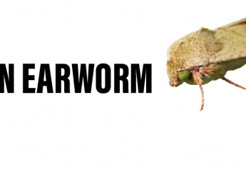 Corn Earworm Puts Cotton Growers in a Tricky Position