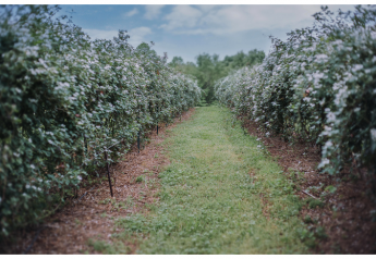 Wish Farms ready to promote Southeastern blackberries
