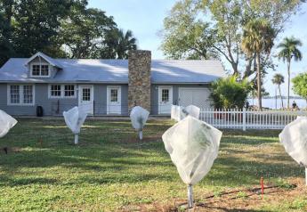 Fruit grove restored at historic Florida Edison and Ford estates