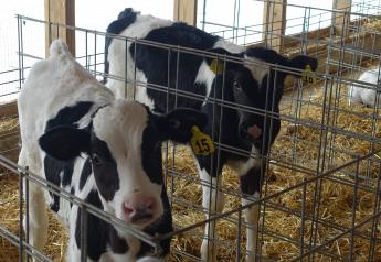 Holistic Feed Ingredients May Promote Calf Vitality