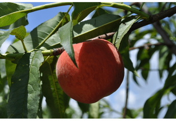 Growers optimistic for Florida peach crop