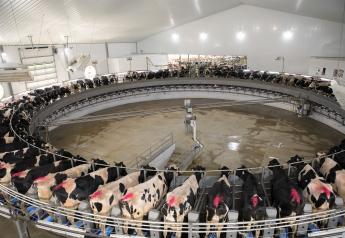 In Fight to Survive, U.S. Dairy Farmers Look for any Tech Edge