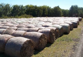 Dealing with Moldy Hay
