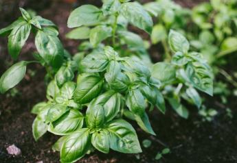 Rock Garden Herbs adds acreage