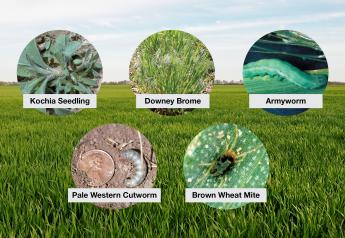Check Wheat for Winterkill and Pests