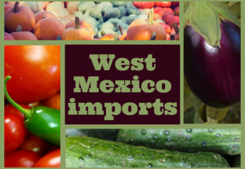 Importers expect productive winter from West Mexico crops